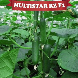 Multistar Rz F1 Hıyar Fidesi