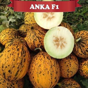 Anka F1 Kırkağaç Kavun Fidesi