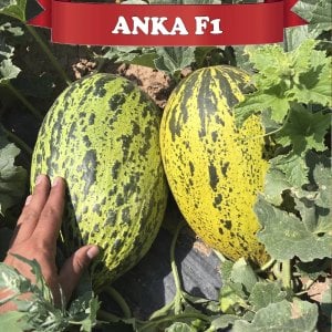 Anka F1 Kırkağaç Kavun Fidesi