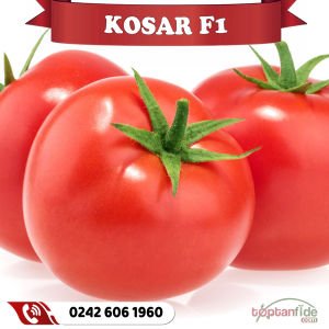 Koşar F1 Tek Ekim Domates Fidesi