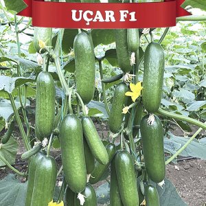 Uçar F1 Sırık Badem Hıyar Fidesi