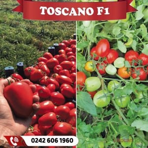 Toscano F1 Oturak Oval Domates Fidesi