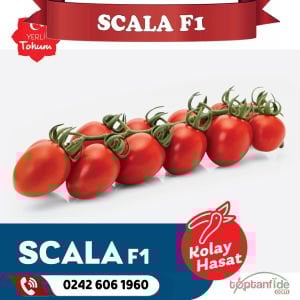 Scala F1 Sırık Salkım Domates Fidesi