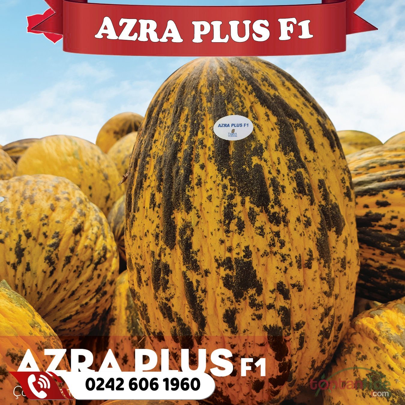 Azra Plus F1 Kırkağaç Kavun Fidesi