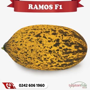 Ramos F1 Kırkağaç Kavun Fidesi