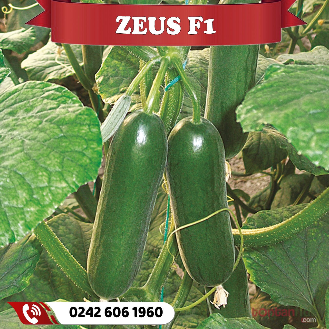 Zeus F1 Badem Hıyar Fidesi