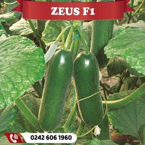 Zeus F1 Badem Hıyar Fidesi