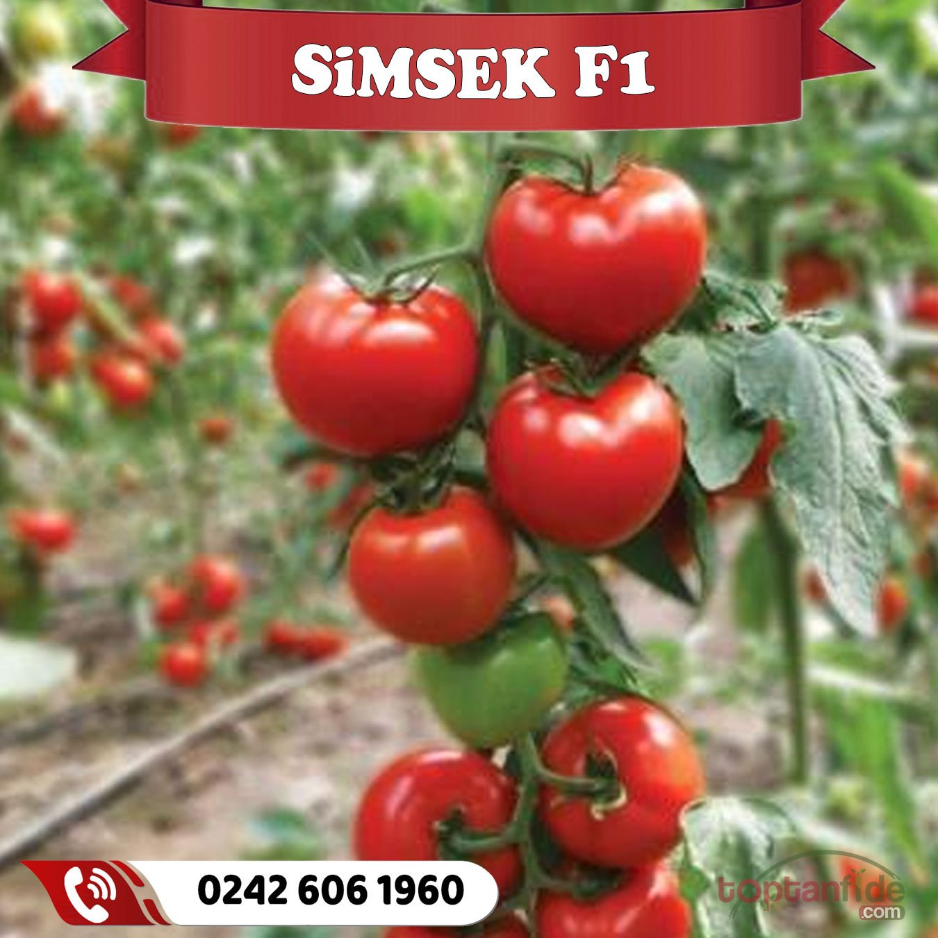 Şimşek F1 Sırık Domates Fidesi