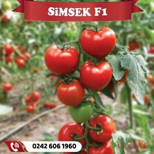 Şimşek F1 Sırık Domates Fidesi
