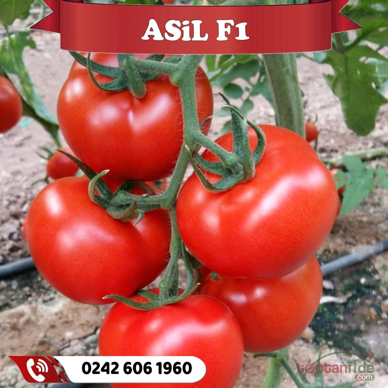 Asil F1 Sırık Domates Fidesi