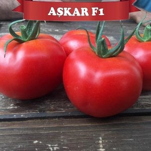 Aşkar F1 Sırık Domates Fidesi