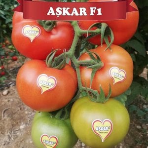 Aşkar F1 Sırık Domates Fidesi