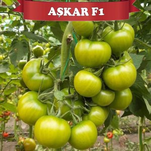 Aşkar F1 Sırık Domates Fidesi