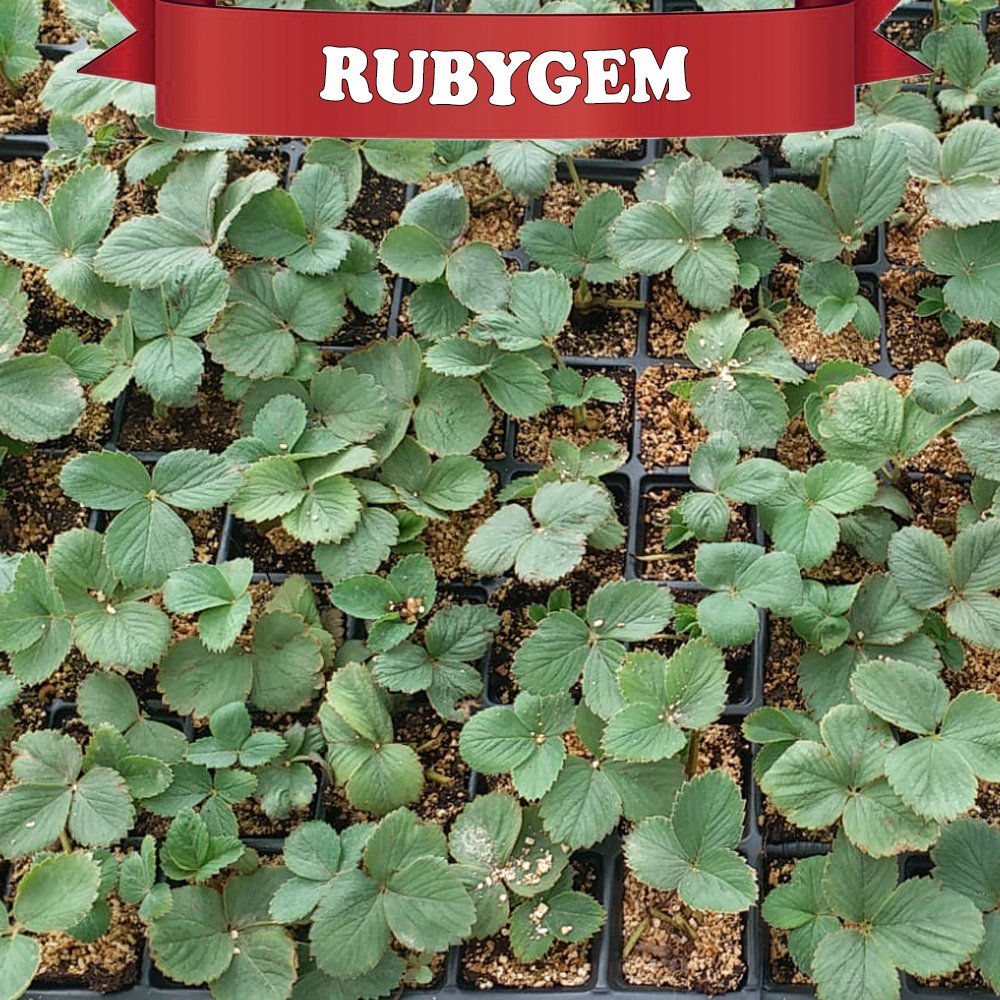 Rubygem Yediveren Çilek Fidesi