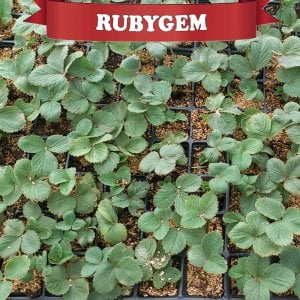 Rubygem Yediveren Çilek Fidesi