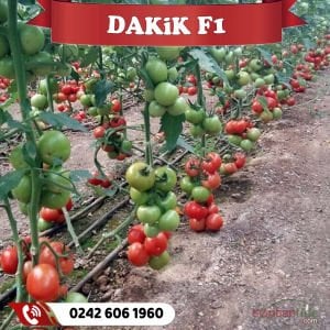 Dakik F1 Sırık Domates Fidesi