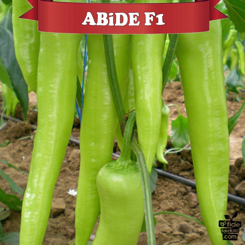 Abide F1 Çarliston Biber Fidesi