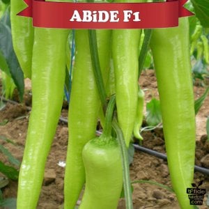 Abide F1 Çarliston Biber Fidesi