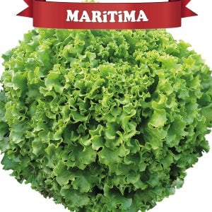 Maritima Kıvırcık Marul Fidesi