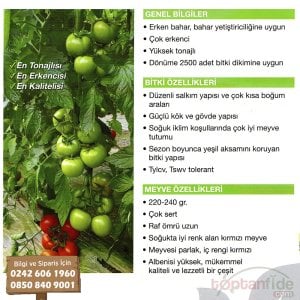 Admin F1 Tek Ekim Domates Fidesi