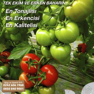 Admin F1 Tek Ekim Domates Fidesi