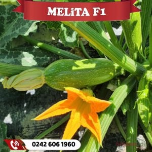 Melita F1 Kabak Fidesi