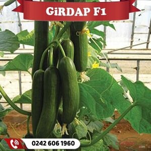 Girdap F1 Hıyar Fidesi