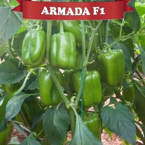 Armada F1 Dolma Biber Fidesi