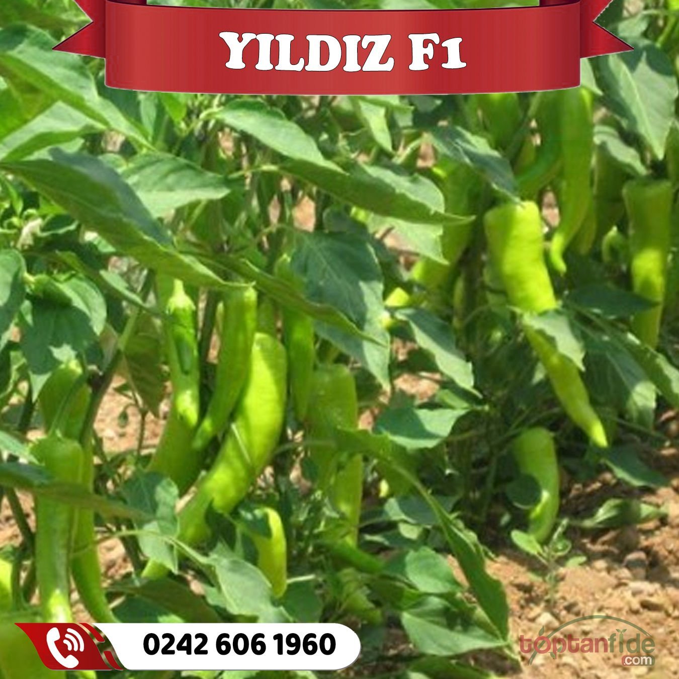 Yıldız F1 Çarliston Biber Fidesi