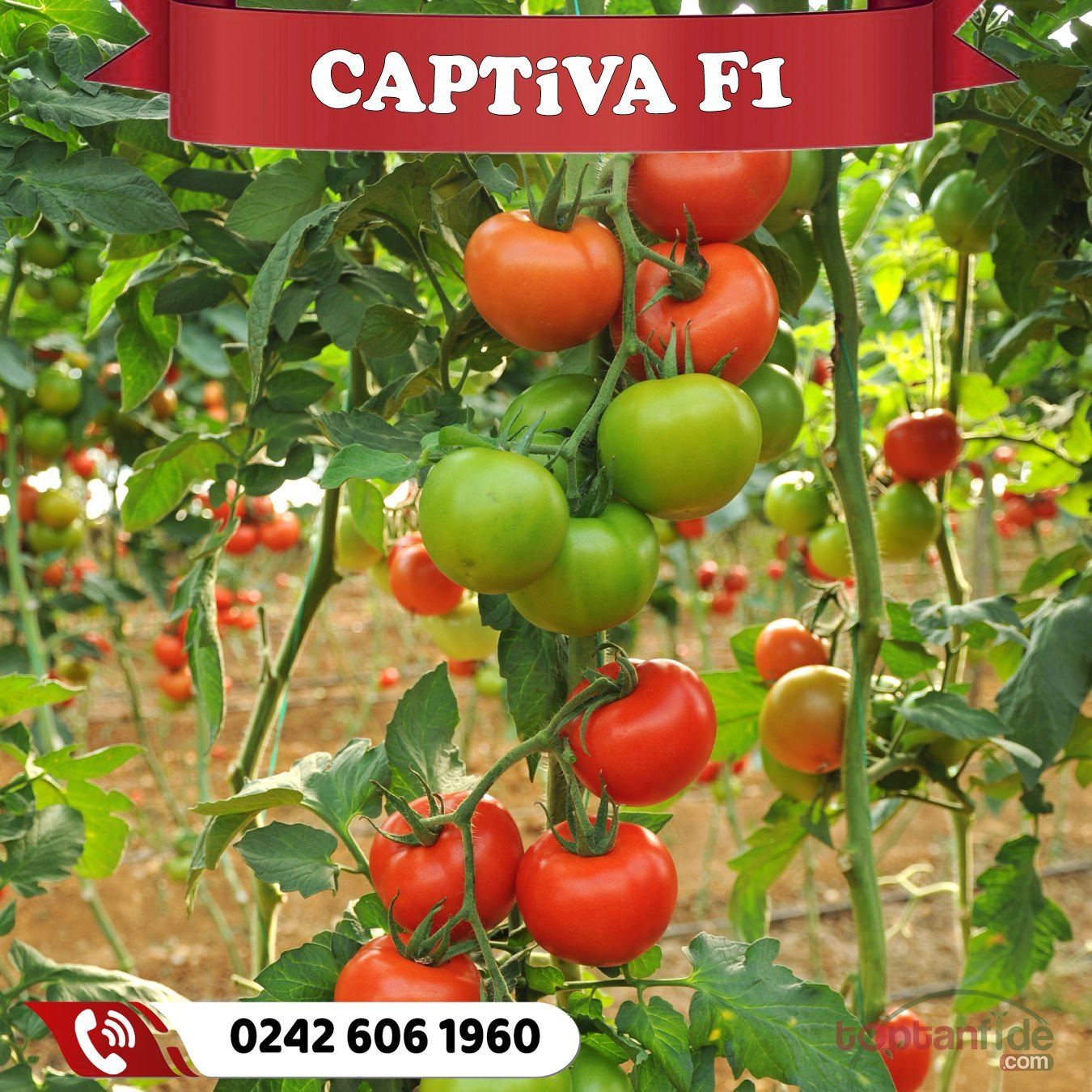 Captiva F1 Güzlük Domates Fidesi