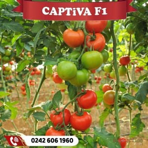 Captiva F1 Güzlük Domates Fidesi