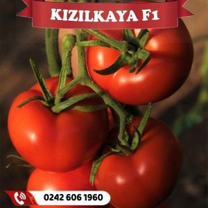 Kızılkaya F1 Sırık Domates Tohumu