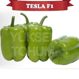 Tesla F1 Dolma Biber Fidesi