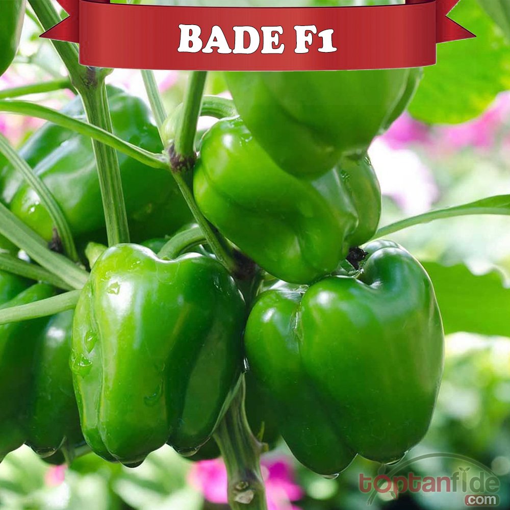 Bade F1 Dolma Biber Fidesi