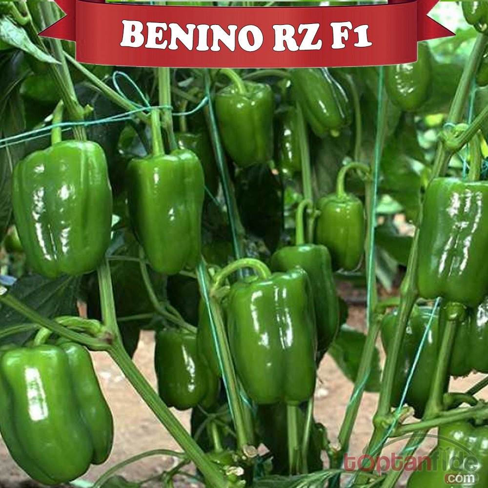 Benino RZ F1 Dolma Biber Fidesi