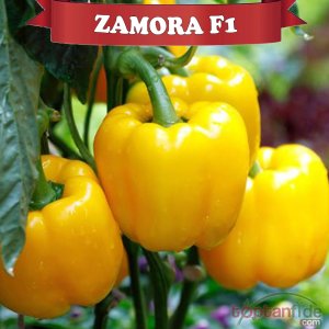 Zamora F1 Sarı Dolma Biber Fidesi