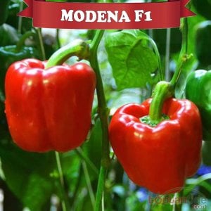 Modena F1 Kırmızı Dolma Biber Fidesi