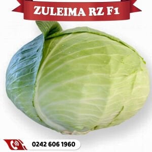 Zuleima Rz F1 110 Günlük Lahana Fidesi