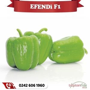 Efendi F1 Dolma Biber Fidesi