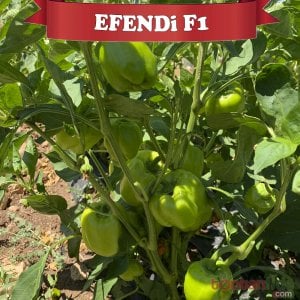 Efendi F1 Dolma Biber Fidesi