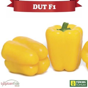 Dut F1 Sarı Kaliforniya Wonder Biberi Fidesi