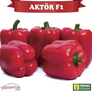 Aktör F1 Kırmızı Dolma Biberi Fidesi