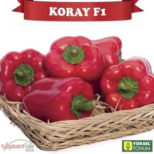 Koray F1 Kırmızı Kaliforniya Biberi Fidesi