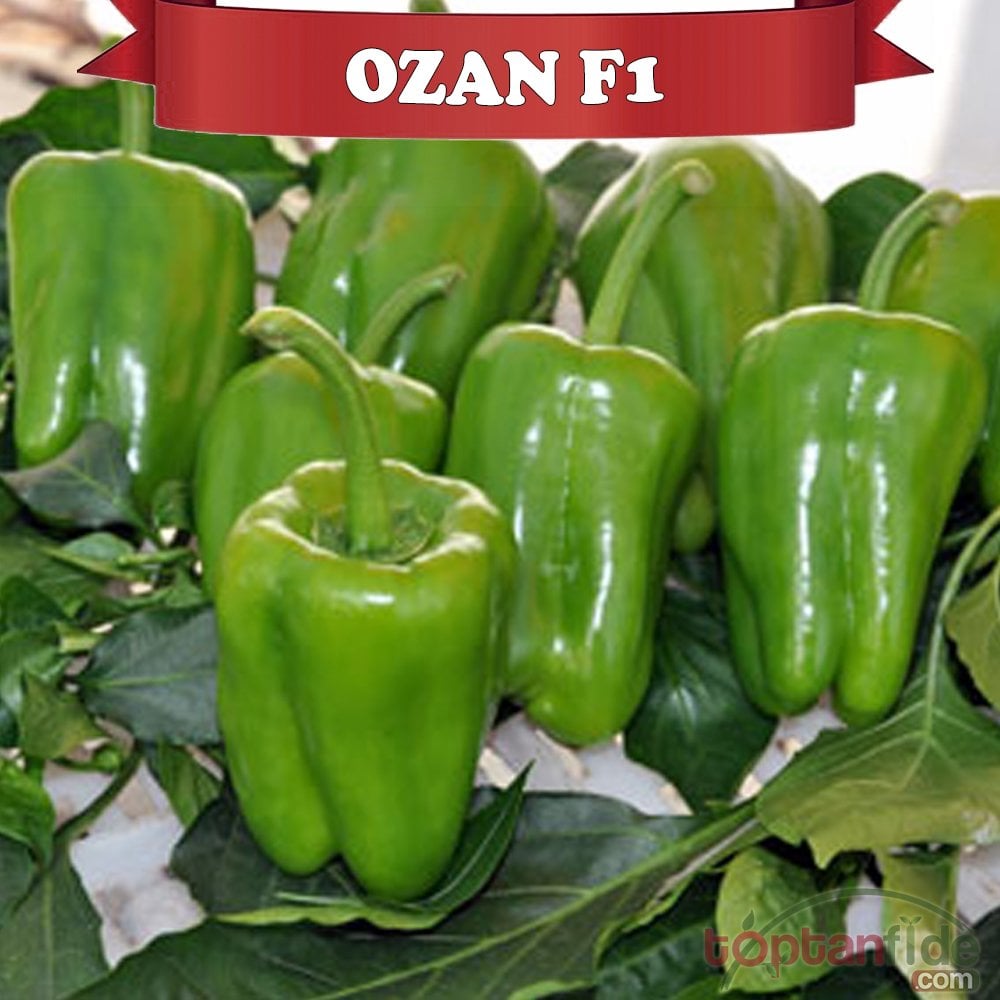 Ozan F1 Dolma Biber Fidesi