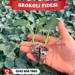 Brokoli Fidesi