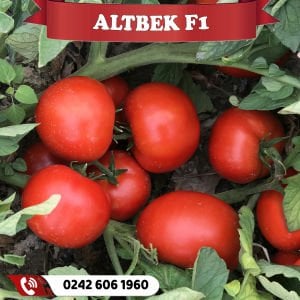 Altbek F1 Oturak Sofralık Domates Fidesi
