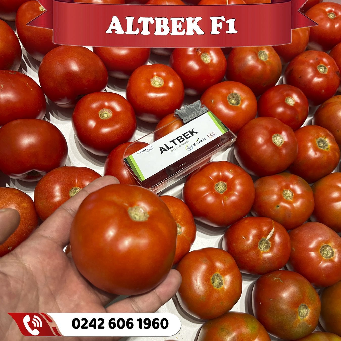 Altbek F1 Oturak Sofralık Domates Fidesi