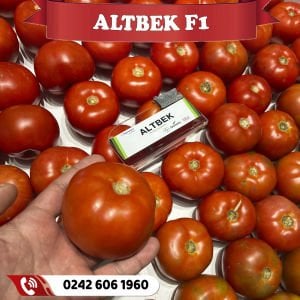 Altbek F1 Oturak Sofralık Domates Fidesi