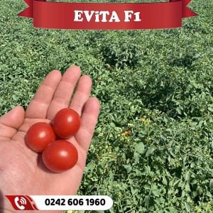 Evita F1 Oturak Çeri Domates Fidesi