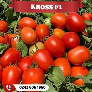 Kross F1 Sanayilik Domates Fidesi